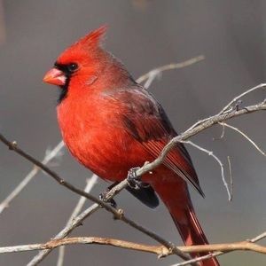 Meet your Posher, Lindalee